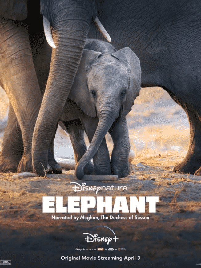 Elephant T Rk E Dublaj Izle