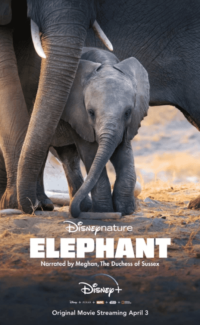 Elephant izle
